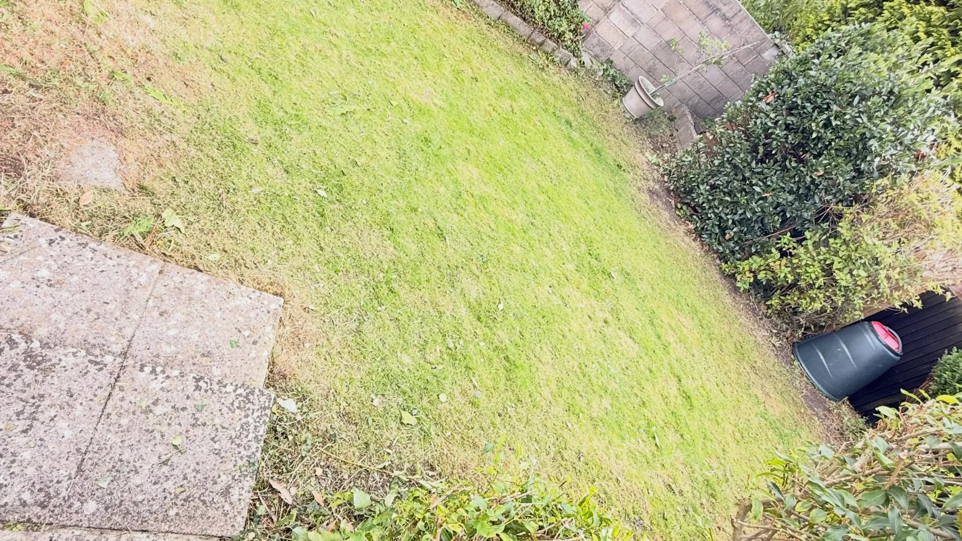 Overgrown flowering hedge before trimming